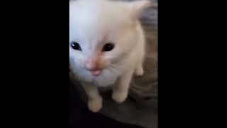 Cover art for Hi Herbert