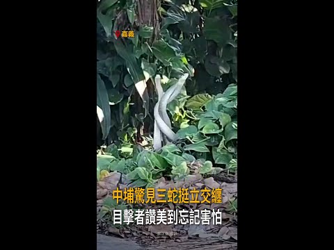 【三蛇挺立交纏】嘉義中埔罕見畫面曝　目擊者讚美到忘記害怕 #Shorts