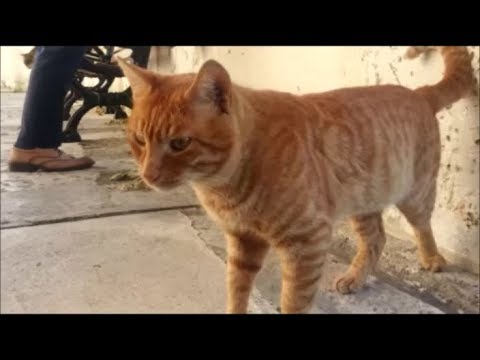 Beylerbeyinde Balıkcılardan balık bekleyen kediler