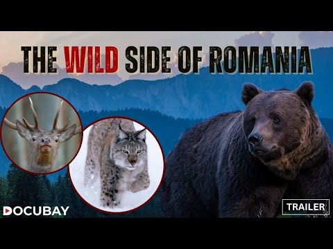 From Wolves To Horses & Eagles To Pelicans, Watch Nature Thrive In Wild Romania | 'Untamed Romania'