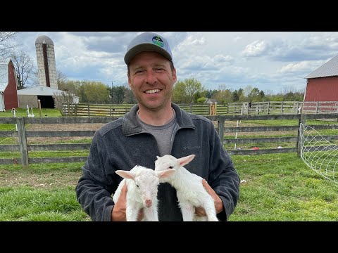Thumbnail for $2K to $1.4 Million With St Croix Sheep on Grass by video, Car, vide, video i