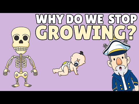 Why Do We Stop Growing?
