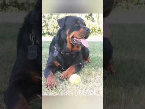 Rottweiler are most dangerous dog which is loyal for its owner💥💥💥💥💥💥
