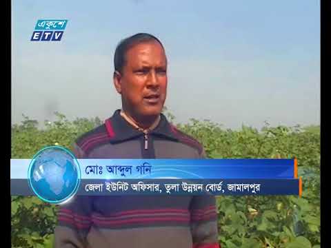 জামালপুরে রেকর্ড পরিমান তুলার আবাদ