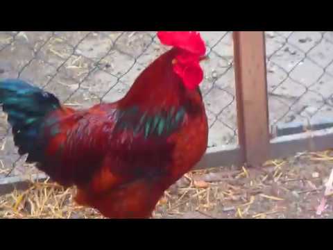 der hahn kann nicht mehr krähen MVI 6077