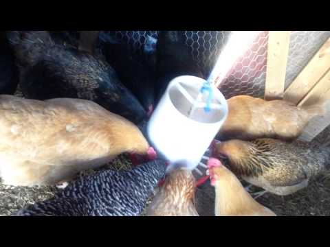 Hang your chicken feeders in your coop