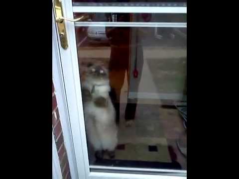 Why Does My Cat Scratch The Glass Door Yahoo Answers