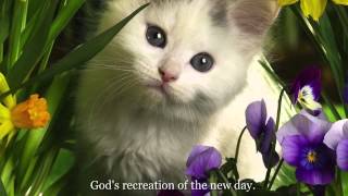 Cat Stevens - "Morning Has Broken" Lyrics on screen
