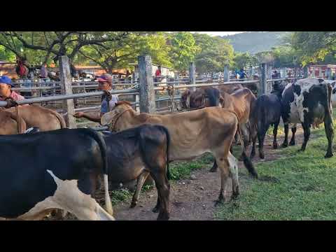 Un día de tiangue en Nueva Guadalupe, San Miguel