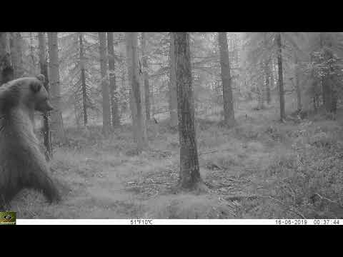 Åtelkamera Keepguard KG695 30MP HD, björn filmad i Norrland.