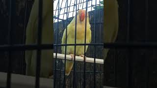 Download lagu Lovebird Paud Balibu Belajar Bunyi - Man Kicau mp3 Download lagu Lovebird Paud Balibu Belajar Bunyi - Man Kicau mp3