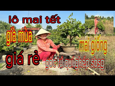 ☎️zalo 0369 733 357 ☎️👉gặp Út ☎️mai tết + mai giống giá rẻ