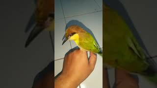 Download lagu Burung Jinak kirik kirik senja mp3