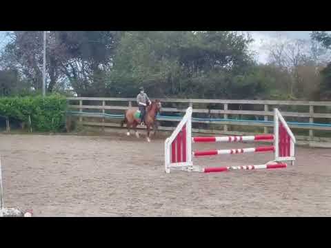 Fully Registered Irish Draught - Image 2