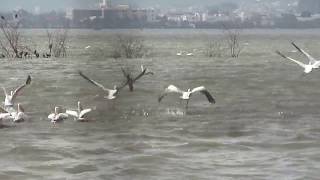 preview picture of video 'MIGRATORY BIRDS -  THE GREAT PELICAN  IN ANA SAGAR LAKE , AJMER, RAJASTHAN'