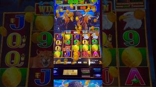 5 COIN TRIGGER On Buffalo Lightning Link #slots #casino #gambling #slot