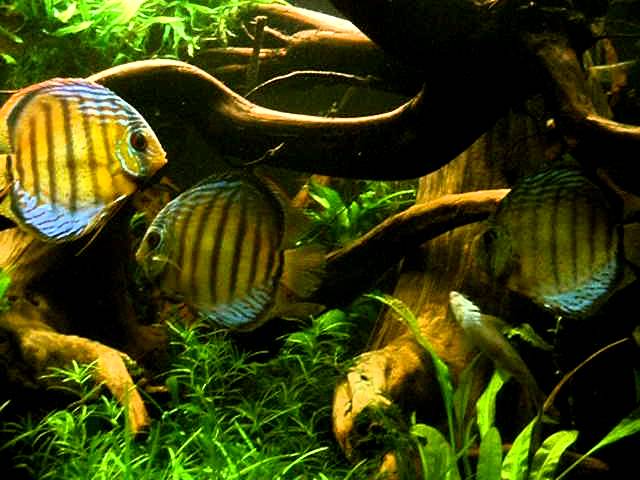 random clips of my fishtank 24 Discus fish in planted tank