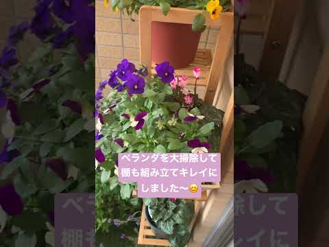 プランター用の秋の花: バルコニー、ポーチ、テラスを明るくするためのアイデア  庭園