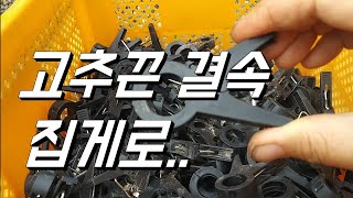 고추끈 집게로 결속하기. 고추끈 고정? 고추끈 묶기?