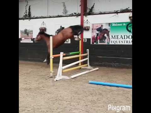 Vagabond De La Pomme X Quasimodo vd Molendreef 3yo colt