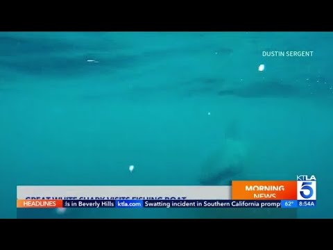 Massive great white shark encounter off San Diego coast