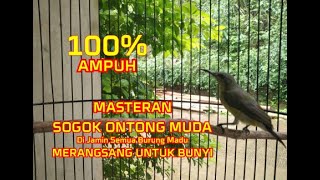 Download lagu suara burung sogok ontong muda cocok buat masteran, di jamin semua jenis burung madu langsung nyaut mp3 Download lagu suara burung sogok ontong muda cocok buat masteran, di jamin semua jenis burung madu langsung nyaut mp3