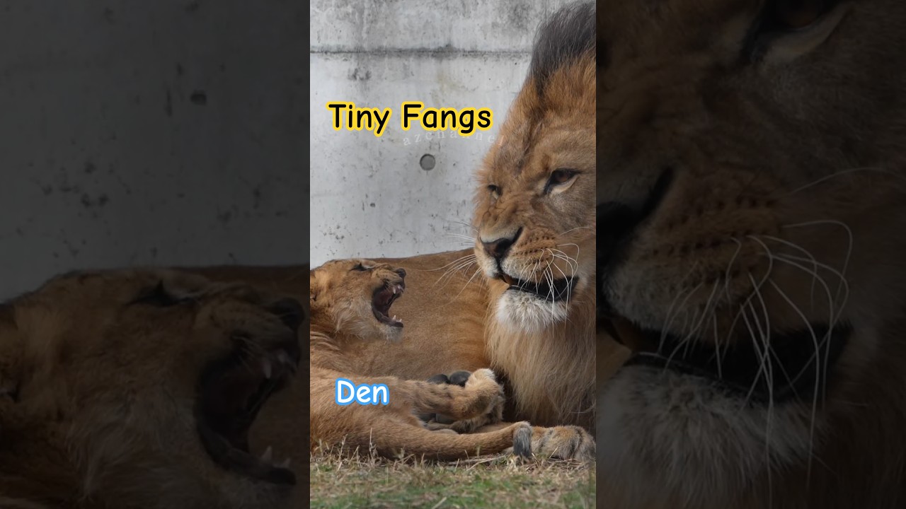 Tiny Fangs!? 🦁 Little Den Challenges Dad | Lion Cubs