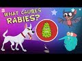 What Causes Rabies? | The Dr. Binocs Show | Best Learning Videos For Kids | Peekaboo Kidz