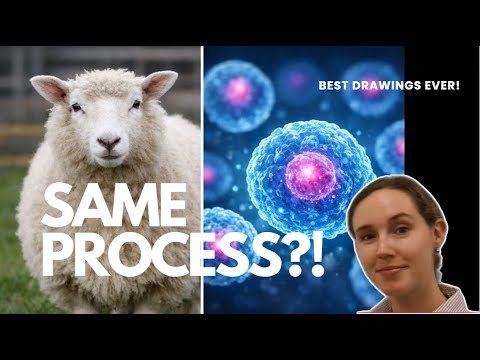 Somatic Cell Nuclear Transfer: The Science of Cloning Explained