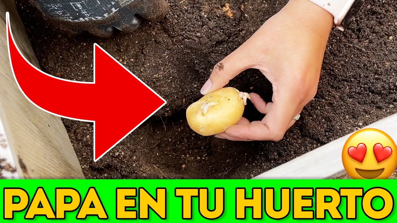 Cómo cultivar papas en tu huerto paso a paso