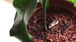 Meine Erfolge! Mangobaum, Zitronenbaum, Mammutbaum, Orangenbaum Teil 3