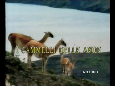 I cammelli delle Ande  "guanaco, lama, vigogna, alpaca/Cile, Perù"