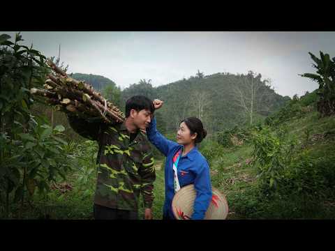 Mr. Khanh braved hardship, entered forest with Tieu Ai to gather cassava branches for a new fence.