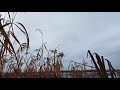 Hunting Ducks In Delta Danubio Romania 40744348950