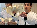 Male vs female pelvis ! Comemnt any other differences you know 🙌#Medicine #doctor #medical #clips