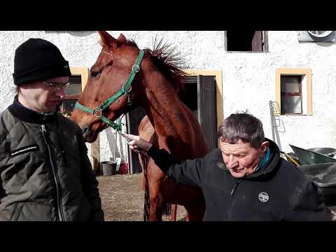 Josef Váňa: Tahini