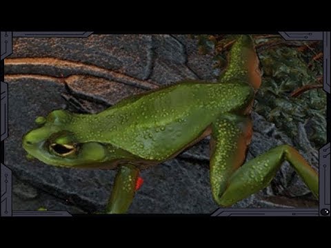 Divinity Original Sin 2 -  Frogs Fight On Tactician (without taking a single hit)