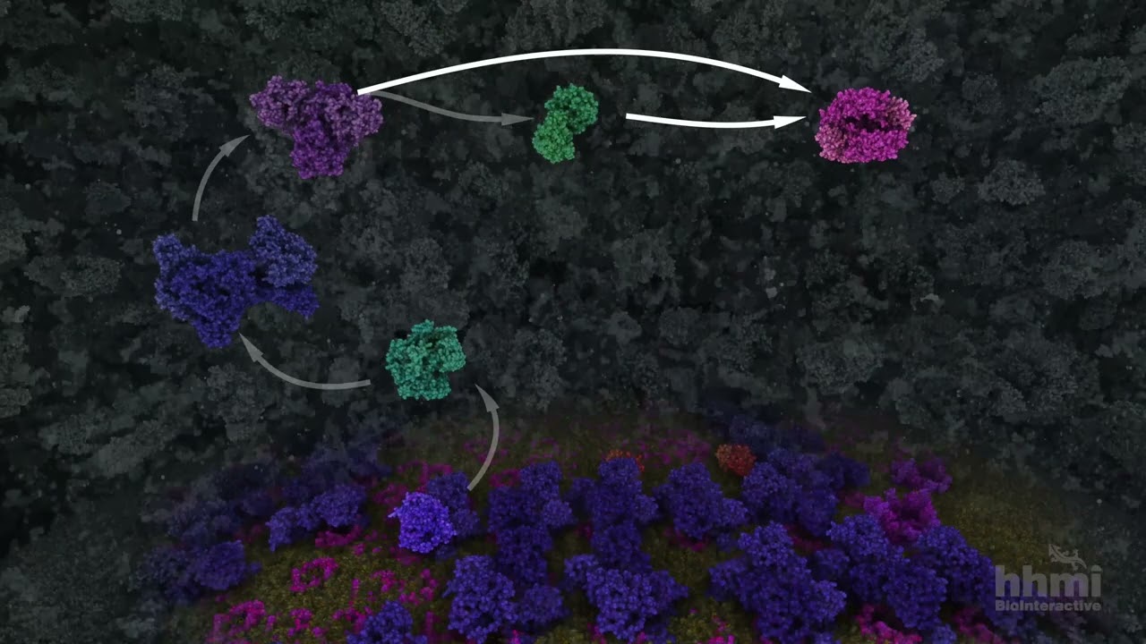 Glucólisis | Video HHMI BioInteractive