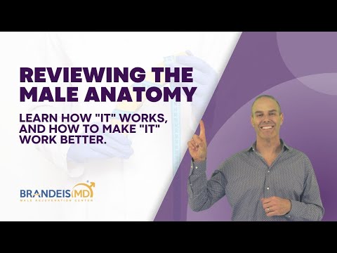 What you need to know about the male anatomy