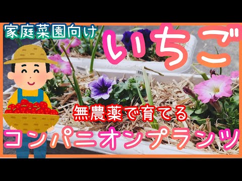 野菜、ハーブ、花の中でイチゴに最適なコンパニオンプランツは何ですか?  庭園