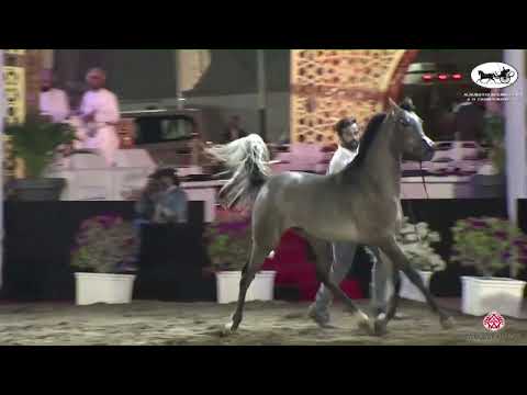 N.81 ABHA GHEZEL - OMAN - Alrubatiya International Arabian Horse Championship - Colts 2 Years Ol...