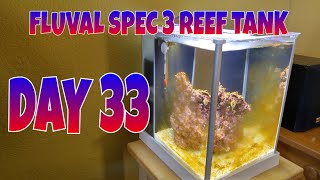 How to setup a Fluval SPEC 3 Reef tank, DAY 33 Cycling COMPLETE