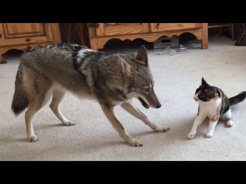 Adorable - Coyote and Cat Play-Fight Each Other