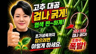 고추 대공 겁나 굵고 엽색 진하게!! 고추농사 잘짓는 법!!
