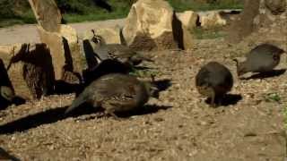 preview picture of video 'Gabler Quail - Band Practice | My Backyard's Not So Wild Wildlife Series'