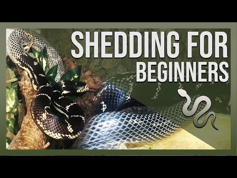 YouTube video about: How often do corn snakes shed?
