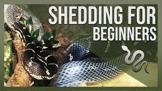 SHEDDING FOR BEGINNERS (Snakes) by Jossers Jungle