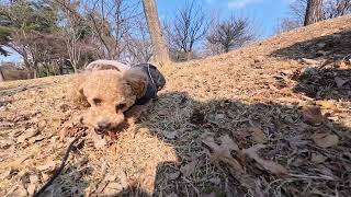 어느 봄날 뚜띠의 소고기츄 먹방 ????