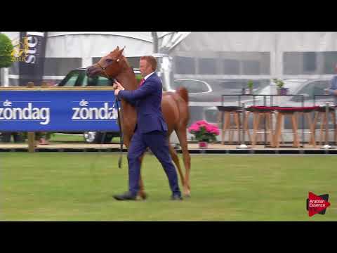 N.4 HYPATIA ZB - Bruges 2018 C European - Yearling Fillies (Class 1A)