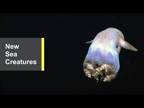 The Okeanos Explorer Has Discovered Never-Before-Seen Sea Creatures